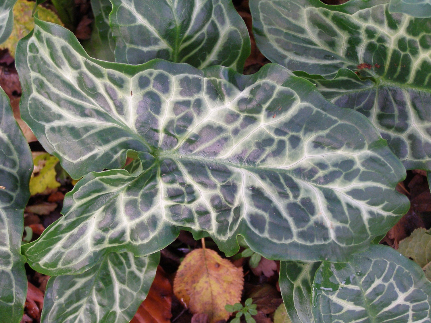 Arum italicum subsp. italicum 'Bill Baker'